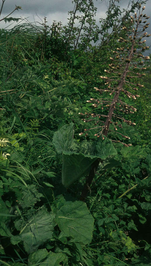 Image of pestilence wort