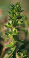 Image of common speedwell