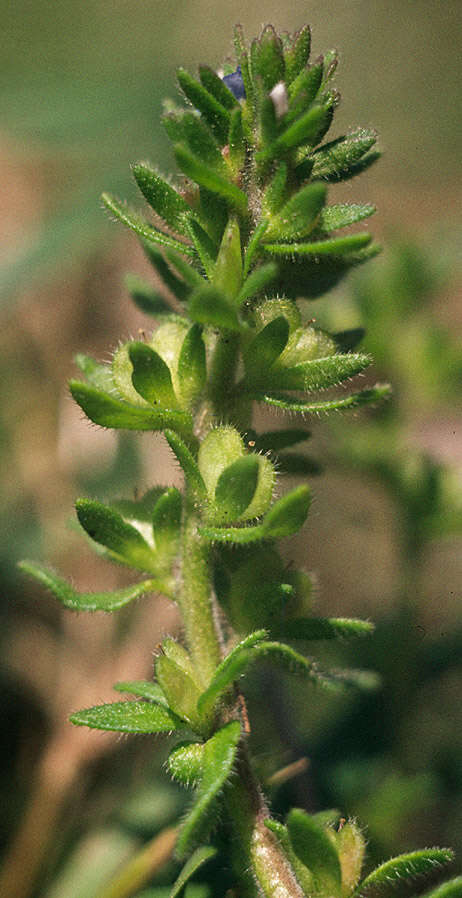 Image of common speedwell