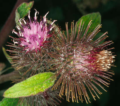 Слика од Arctium minus subsp. minus