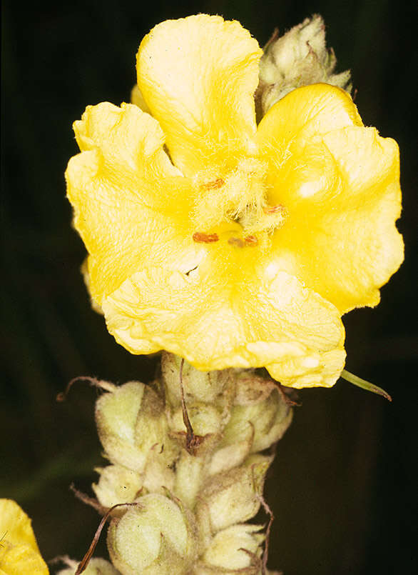 Слика од Verbascum thapsus L.