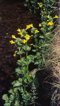 Plancia ëd Mimulus guttatus