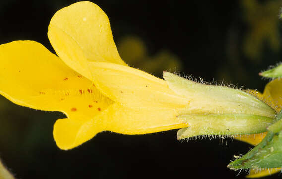 Sivun Mimulus guttatus kuva