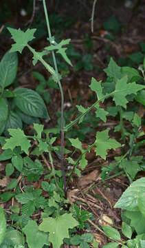 Image of wall lettuce