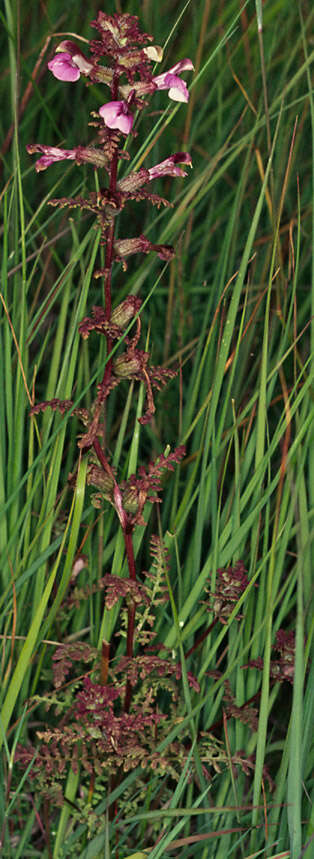 Image of European purple lousewort