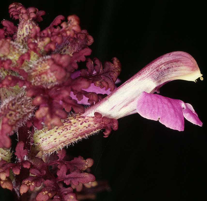 Image of European purple lousewort