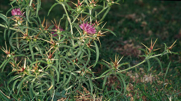 Centaurea calcitrapa L. resmi