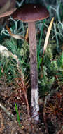 Image of Deconica montana (Pers.) P. D. Orton 1960