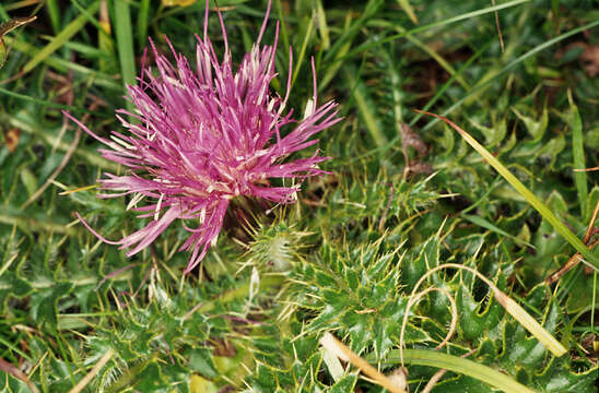 Image of dwarf thistle