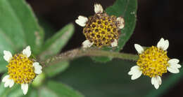 Image of Smooth peruvian daisy