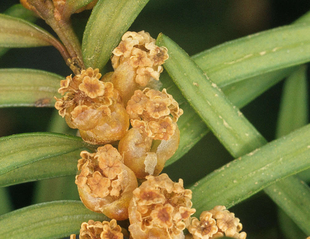 Image of <i>Taxus <i>baccata</i></i> var. baccata