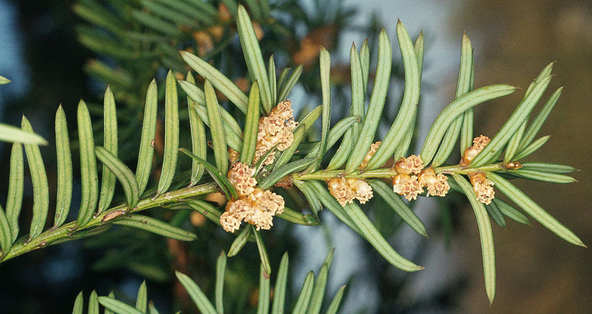 Image of <i>Taxus <i>baccata</i></i> var. baccata