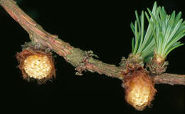 Image of <i>Larix</i> decidua × Larix <i>kaempferi</i>