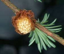 صورة <i>Larix</i> decidua × Larix <i>kaempferi</i>