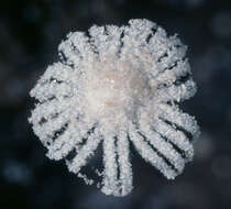 Image of Coprinopsis foetidella (P. D. Orton) A. Ruiz & G. Muñoz 2016