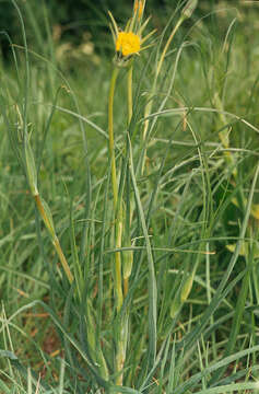 Image of Tragopogon minor Mill.