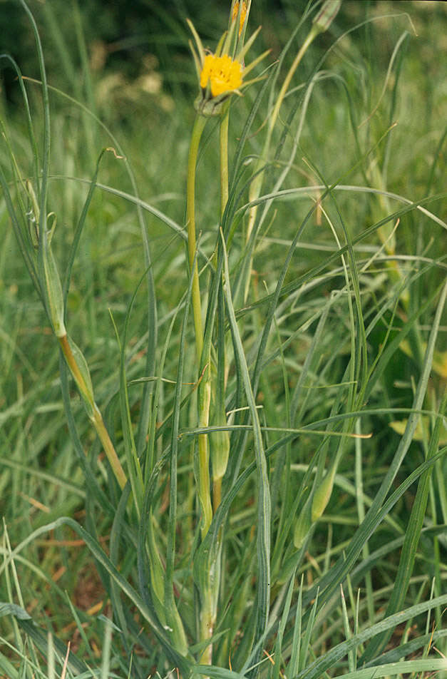 Image de Tragopogon minor Mill.