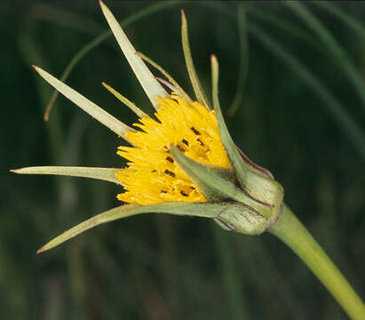 Image of Tragopogon minor Mill.