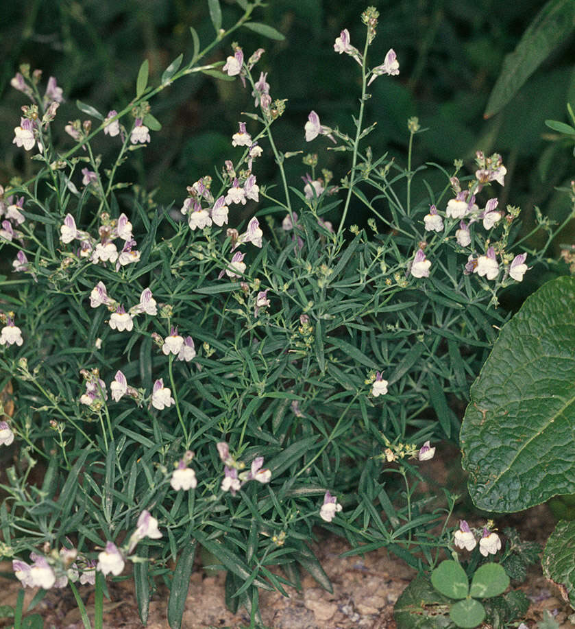 Image of pale toadflax