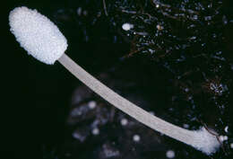 Image of Coprinopsis foetidella (P. D. Orton) A. Ruiz & G. Muñoz 2016