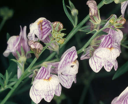 Image of pale toadflax