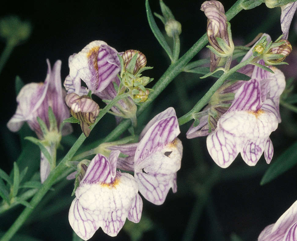 Image of pale toadflax