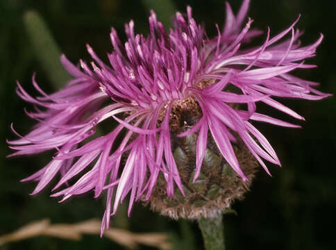 Centaurea scabiosa subsp. scabiosa的圖片