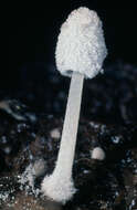 Image of Coprinopsis foetidella (P. D. Orton) A. Ruiz & G. Muñoz 2016