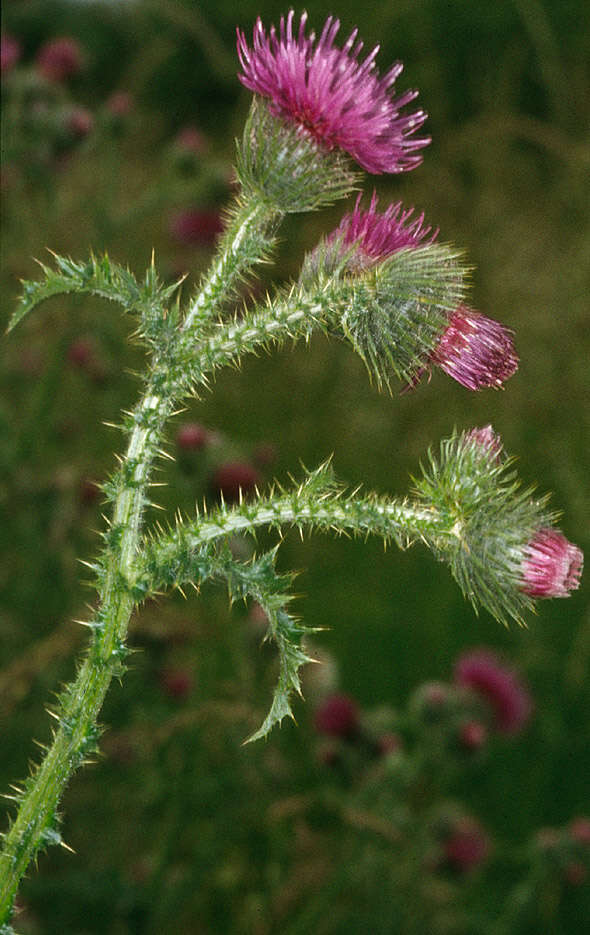 Image de chardon crépu