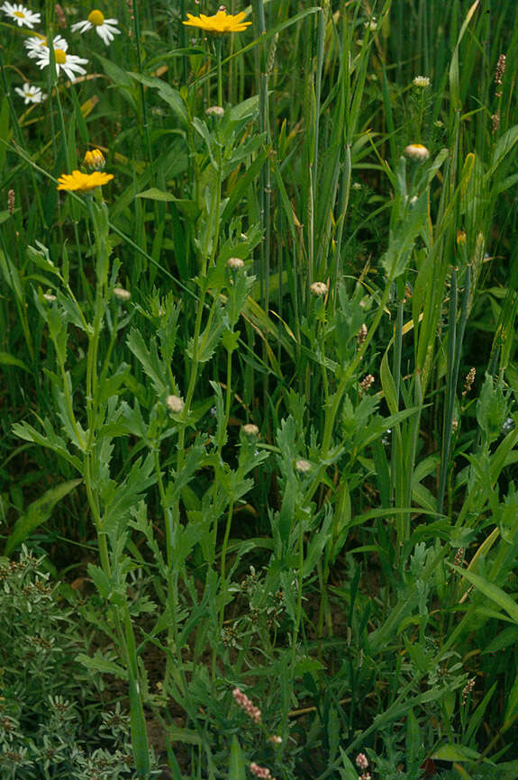 Image of corndaisy