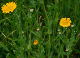 Image of corndaisy