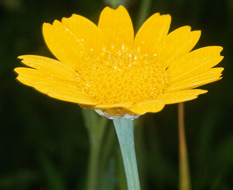 Image of corndaisy