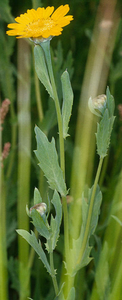 Image of corndaisy