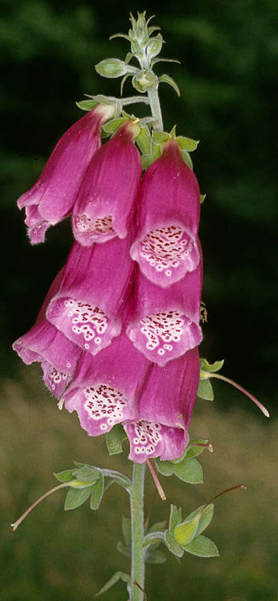 Image of Foxglove