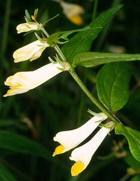 Image of <i>Melampyrum <i>pratense</i></i> subsp. pratense