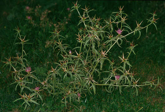 Centaurea calcitrapa L. resmi