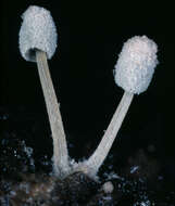 Image of Coprinopsis foetidella (P. D. Orton) A. Ruiz & G. Muñoz 2016