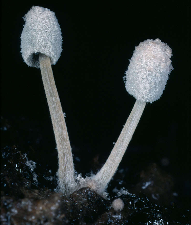 Image of Coprinopsis foetidella (P. D. Orton) A. Ruiz & G. Muñoz 2016