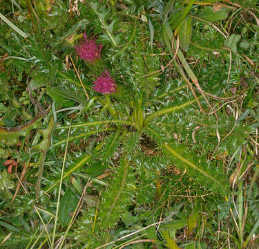 Image of dwarf thistle