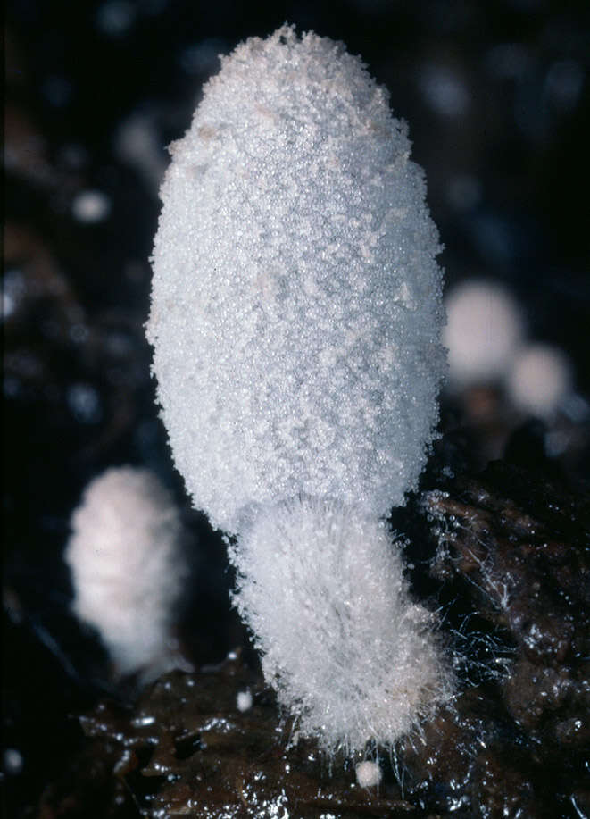 Image de Coprinopsis foetidella (P. D. Orton) A. Ruiz & G. Muñoz 2016