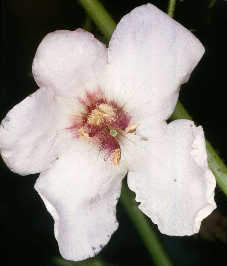 Imagem de Verbascum blattaria L.