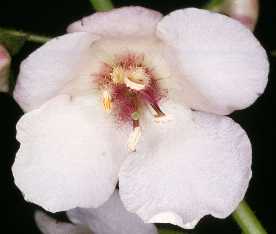 Imagem de Verbascum blattaria L.