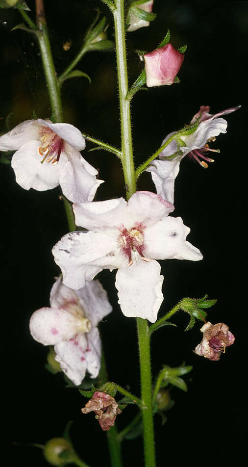 Imagem de Verbascum blattaria L.