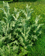 Image of Cotton Thistle