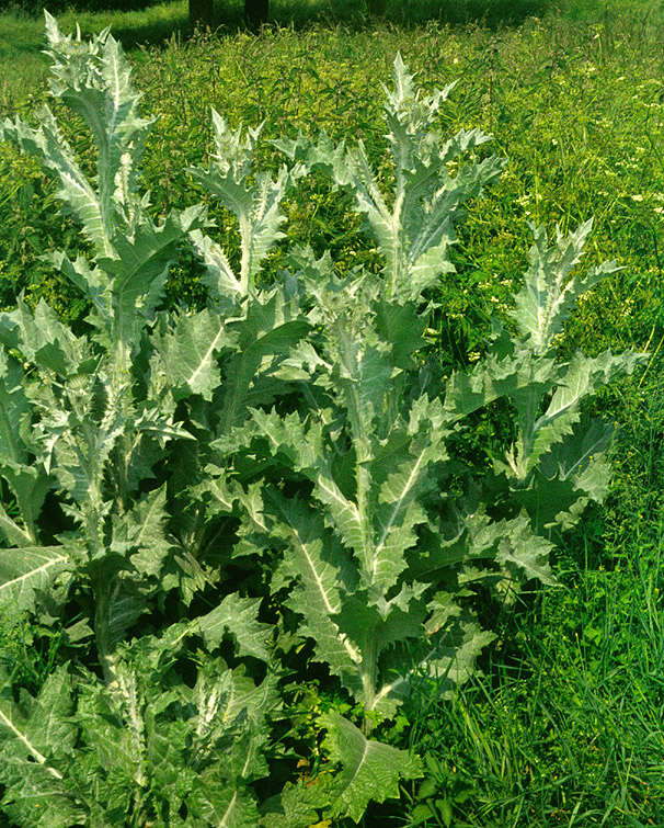 Image of Cotton Thistle