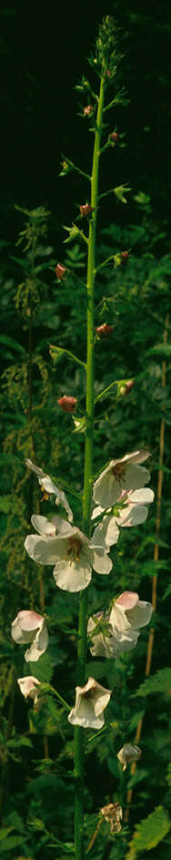 Imagem de Verbascum blattaria L.