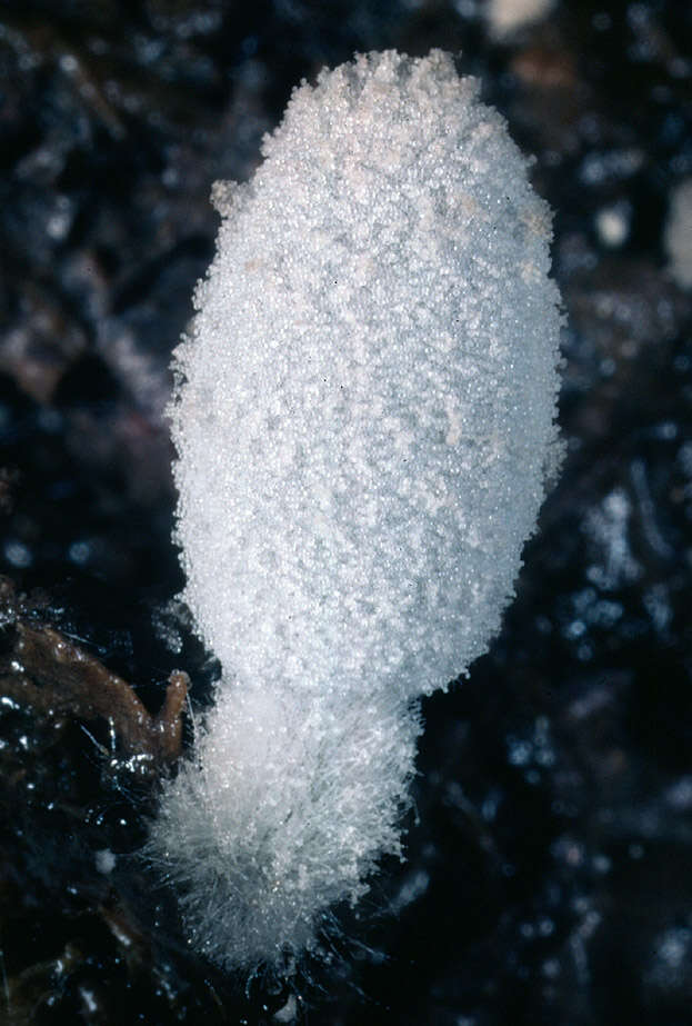 Image of Coprinopsis foetidella (P. D. Orton) A. Ruiz & G. Muñoz 2016