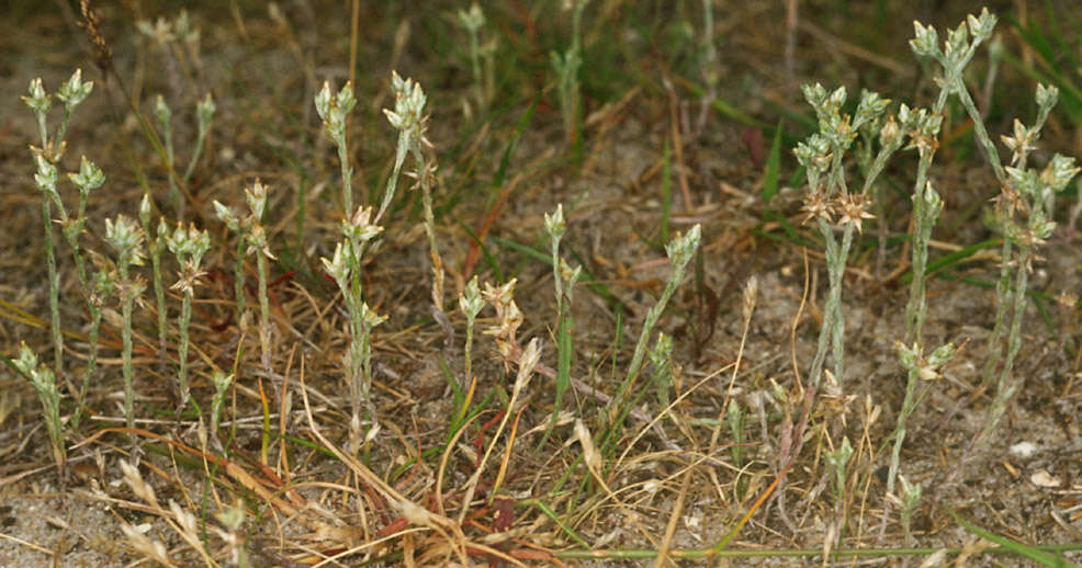 Image of slender cudweed