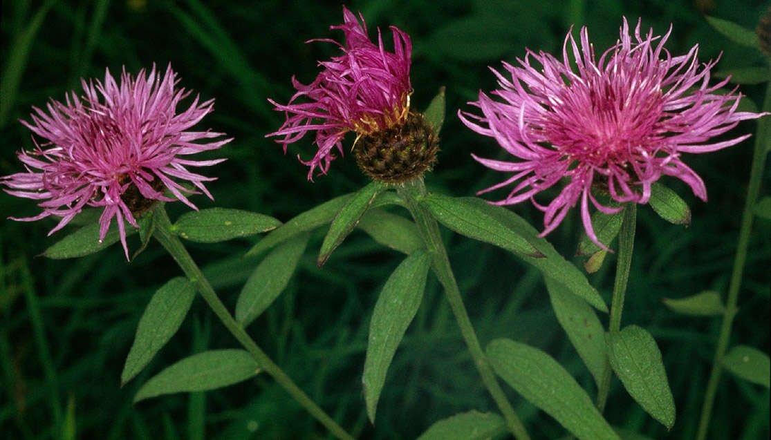 Centaurea nigra subsp. endressii (Dostál) Arnelas & Devesa resmi