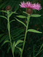 Centaurea nigra subsp. endressii (Dostál) Arnelas & Devesa resmi